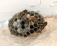 Wasp Nest Removal Oxfordshire 375476 Image 2